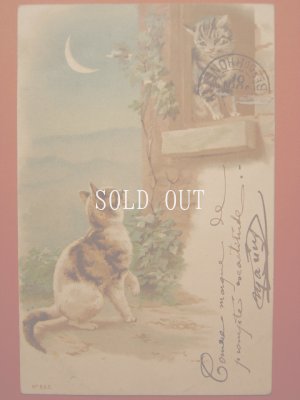 画像1: 猫のポストカード　1901年