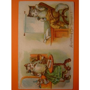 画像: 猫のポストカード　1900s　未使用