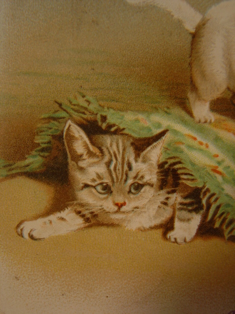 画像: アンティーク　猫のポストカード　1904年