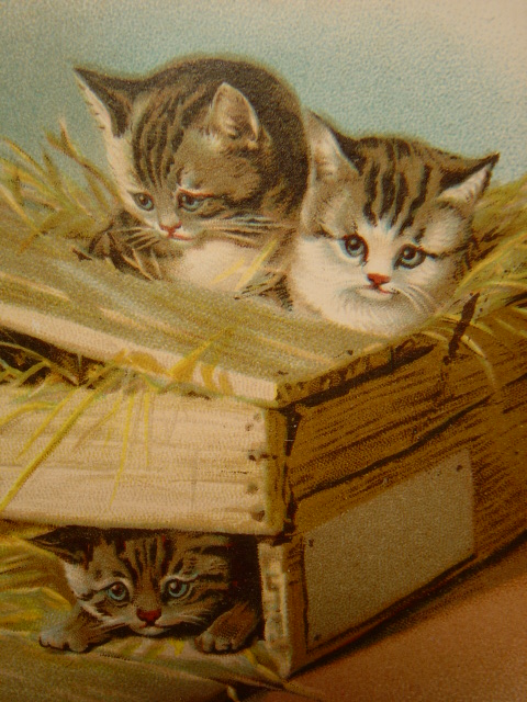 画像: 子猫のポストカード　1903年