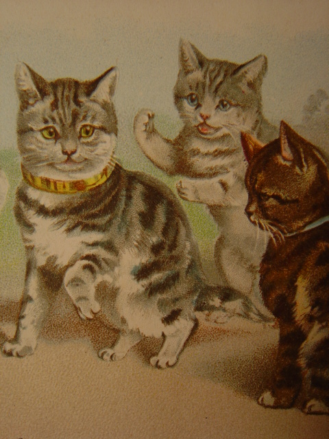 画像: アンティーク　猫のポストカード　1905年