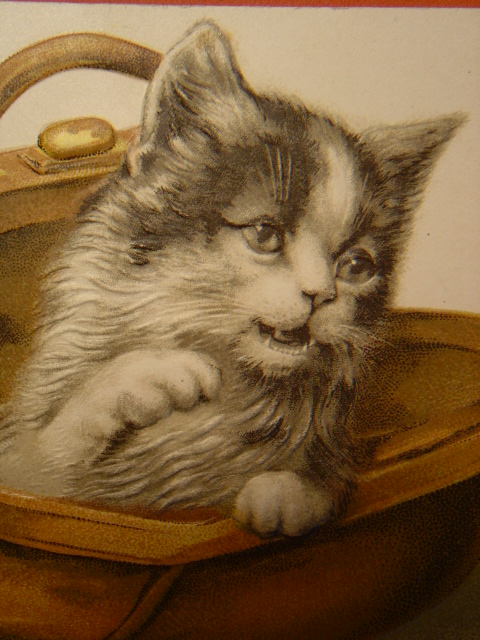 画像: 猫のポストカード　1910s　未使用