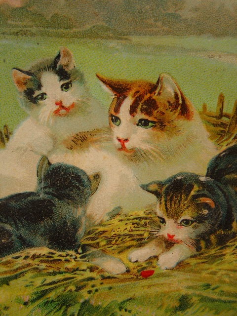 画像: アンティーク　猫のポストカード　1911年