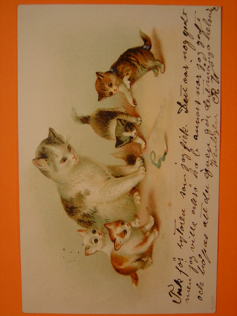画像1: アンティーク　猫のポストカード　1903年