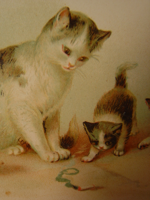画像: アンティーク　猫のポストカード　1903年